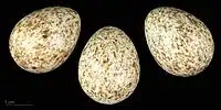 Œuf de Turdus torquatus torquatus - Muséum de Toulouse