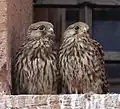 Photo de deux jeunes crécerelles sur un appui de fenêtre