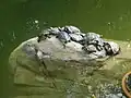 Tortues dans le parc.