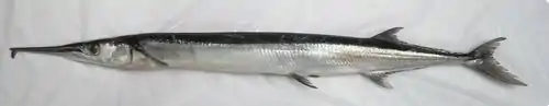 Tylosurus acus melanotus.
