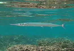 Une aiguille crocodile (Tylosurus crocodilus crocodilus)