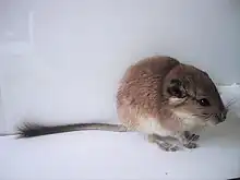 Jeune Rat-viscache roux Tympanoctomys barrerae