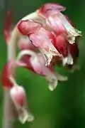 Forme rose automnale.