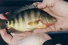 Cichlasoma urophthalmus