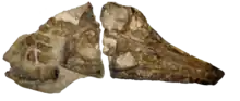 Crâne fossile de Brachauchenius.
