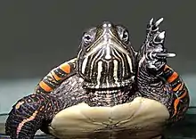 Une Tortue peinte en train de nager, apparemment dans un aquarium, vue de face et levant une de ses pattes palmées