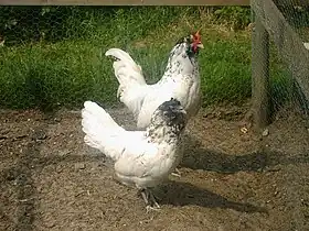 Barbus Hollandais blanc à tête de Maure