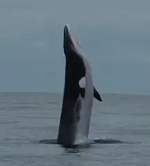 Un Petit Rorqual sautant hors de l'eau, montrant son rostre étroit.