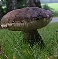 photo de Leccinum sp.
