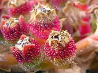 Détail de fruit en formation