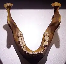Autre image d'une réplique de la mandibule où on note le large espace disponible pour les dents, comme le constate Schoetensack.