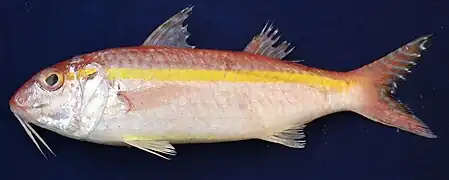 Upeneus moluccensis