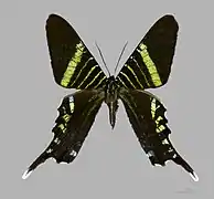 Urania - MHNT