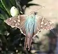 Urbanus proteus  (Linnaeus, 1758)