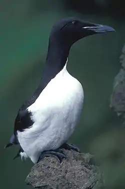 Photographie en couleurs d'un oiseau de mer.