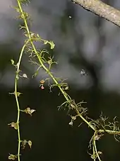 Petite utriculaire.