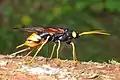 Urocerus gigas (Siricoidea)