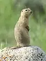 Un spermophile de Richardson dans le parc national des Prairies. Juin 2023.