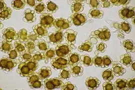 Boules de spores.