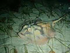 Urolophus cruciatis