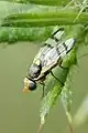 Urophora stylata