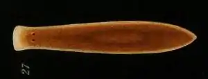 Uteriporus vulgaris (Uteriporidae, Maricola)