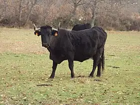 photo couleur d'une vache totalement noire à longues cornes. L'allure farouche confirme une silhouette d'aspect sauvage.