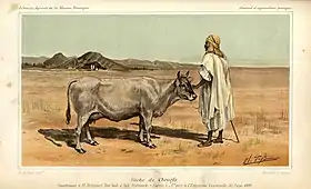 Vache de cheurfa