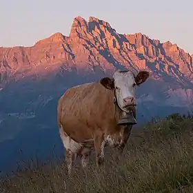 Image illustrative de l’article Pie rouge des Montagnes