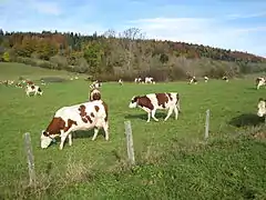 Montbéliarde.