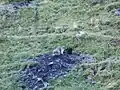 Une marmotte dans le Val d'Esquierry