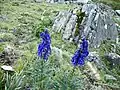 Aconit bleu