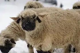 Image illustrative de l’article Nez noir du Valais