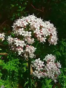 Valériane officinale