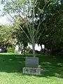 Arbre de la Liberté.