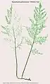 Vandenboschia johnstonensis