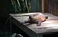 « Naga », le Dragon de Komodo (Varanus komodoensis) du vivarium de Lausanne