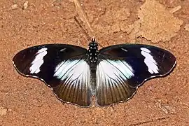 Hypolimnas anthedon