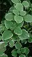 Plectranthus amboinicus 'Variegatus'