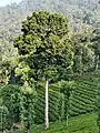 Arbre mature dans une plantation de thé des collines Anamalai