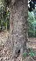Tronc d'arbre et écorce