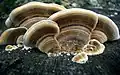 Trametes versicolor (Polyporales, Polyporaceae)