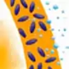 Voilà comment fonctionne l'étuvage : l’air contenu dans le riz brut est retiré à l’aide de vide. En faisant tremper le riz dans de l’eau tiède, les vitamines et sels minéraux contenus dans le germe et le péricarpe se détachent.