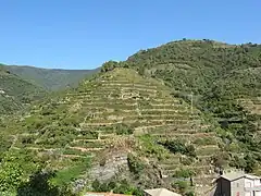 Vignoble de Vernazza.