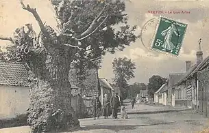 Le gros arbre.