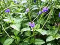 Verveine bleue