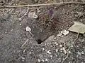 Entrée de nid d'un Sphex
