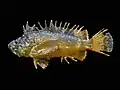Vespicula trachinoides