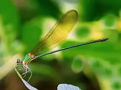 Kadavoor, Inde