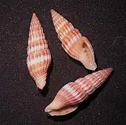 Vexillum obeliscus